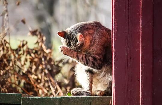 Domestic cat on the threshold photo