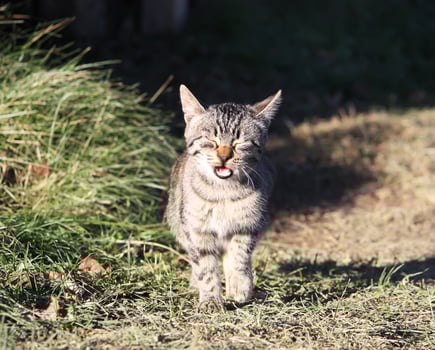 Funny young cat in sunlight photo