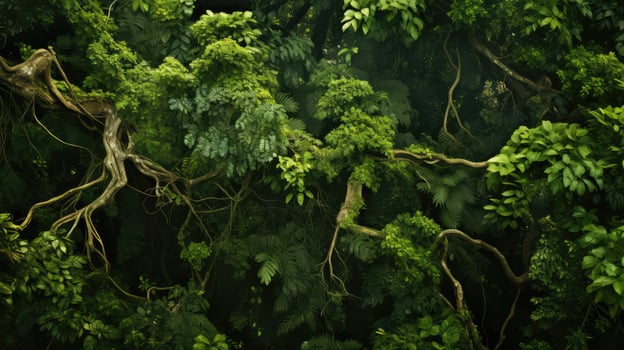 jungle tree top down photo