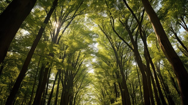 forest trees skyline photo