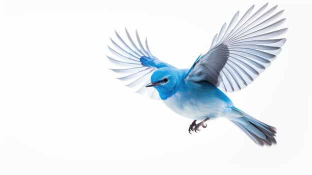 flight blue bird flying white background photo