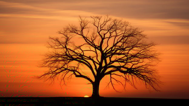 simplicity tree simple photo