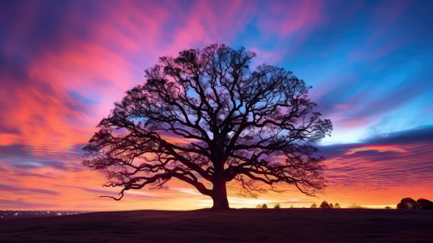 contrast tree outlines photo