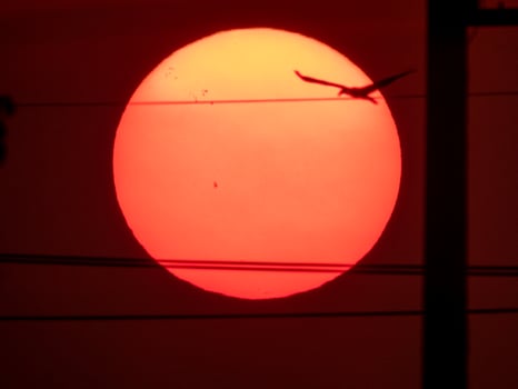 orange sunset over the garden photo