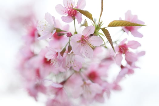 Wild Himalayan Cherry background no.2 photo