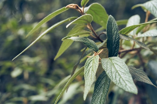 Blurred background, in the foreground green leaves of viburnum wrinkled close-up. Elongated leaves on a branch. With space to copy photo