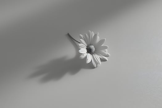 A white flower on a table with a shadow photo