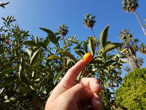 Hand with Finger Pointing at Tiny Citrus Fruit Outdoors on a Sunny Day photo