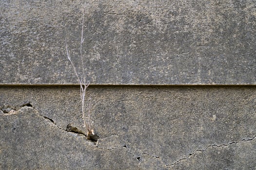 Nature's resilience displayed through a tiny plant growing from a cracked concrete wall photo