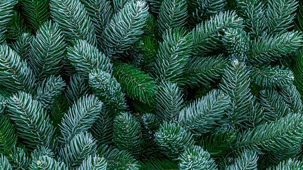 Close-up view of lush green pine branches, showcasing their texture and vibrant color, ideal for seasonal decor photo