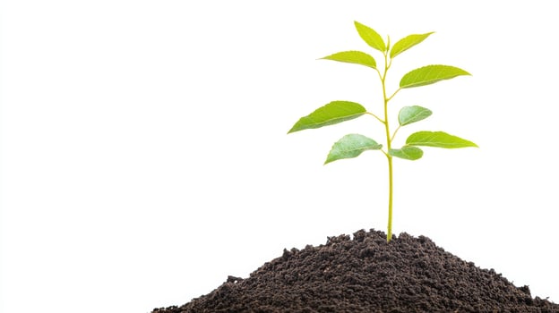 Young Plant Sprout Growing in Soil Isolated on White Background New Life Ecology Concept photo