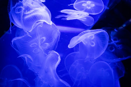 Large bright jellyfishes swimming in the water of aquarium. photo