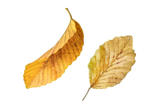 1. Cutout of yellowish leaves with clipping paths on white background allowing for easy editing. Perfect for digital art, nature inspired designs, and environmental themed projects. photo