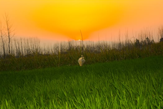 Beautiful sunset over a green field with clouds in the sky and sunlight casting across the countryside landscape photo