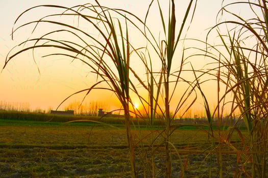 Sunset over a wheat field with a golden sky and silhouette of plants in a peaceful rural landscape photo