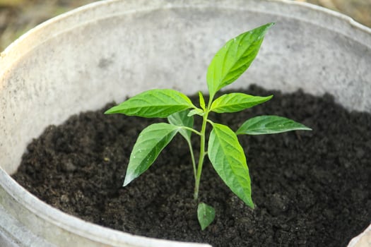 A small plant growing in a pot photo