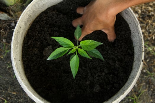 A person is holding a plant in a pot photo