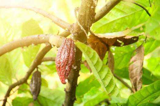 Cacao tree in the sun photo