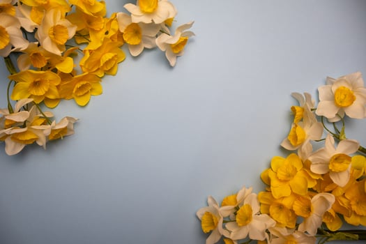Spring yellow daffodil flowers in corners on a pastel blue background photo