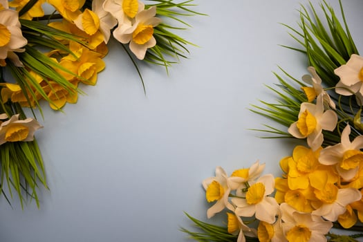 Spring yellow daffodil flowers and green grass in corners on a pastel blue background photo