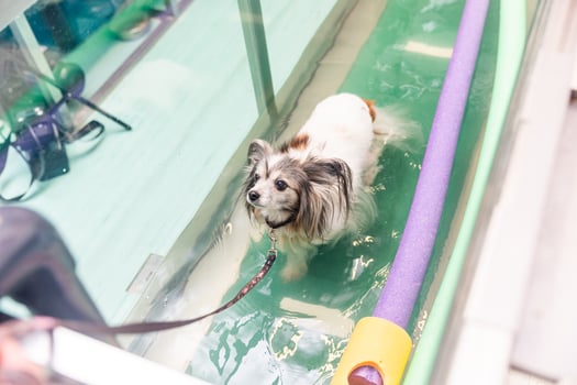 Papillon dog walking on underwater treadmill for rehabilitation therapy photo