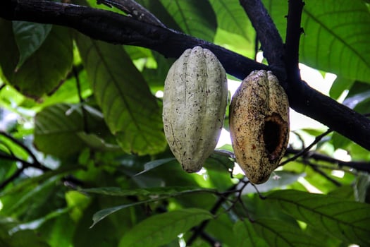 Close-up of two cacao pods hanging from a tree branch in a tropical forest, one fresh and the other decaying. photo