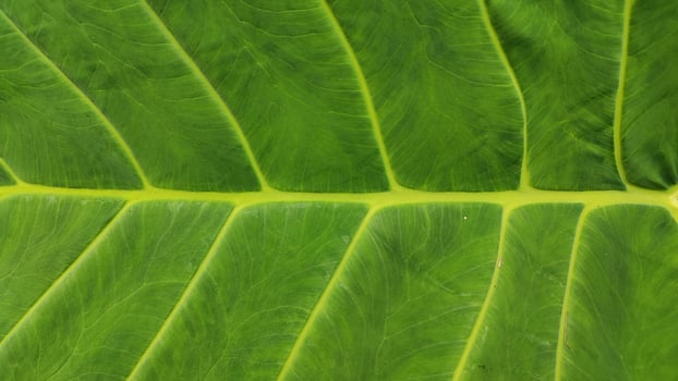 Close-up of vibrant green taro leaves basking in the afternoon sunlight, offering a refreshing tropical vibe with detailed textures and natural beauty. Ideal for tropical, nature, and agriculture photo