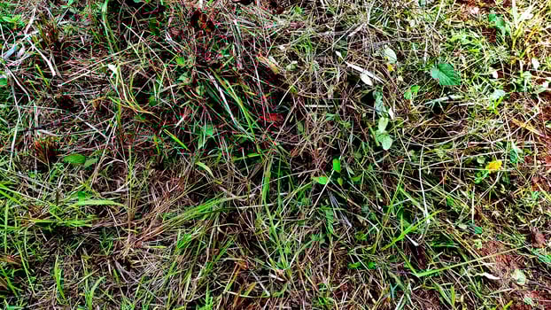 High-detail shot of grass clippings on the ground, revealing vibrant color and natural texture, perfect for lawn maintenance concepts needing a fresh, eco-friendly feel. Ideal for nature looks project photo