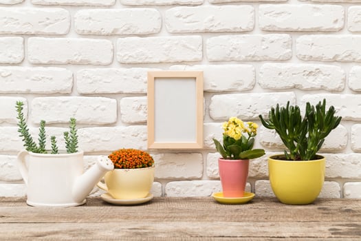 Decorative indoor plants arranged on a wooden table by a white brick wall with empty frame and watering can photo