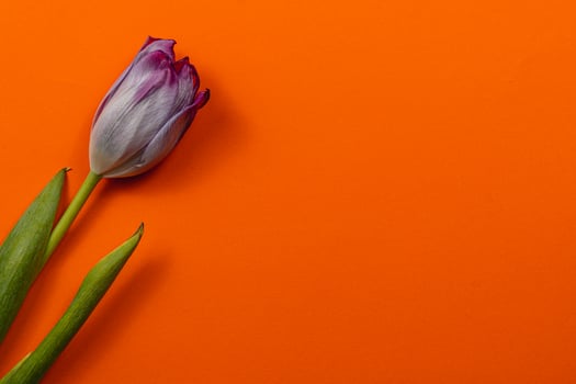 Celebrate spring with tulips for Mother's Day and International Women's Day photo