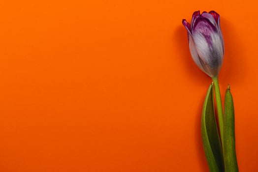 vibrant tulips for Mother's Day and Women's Day this spring photo