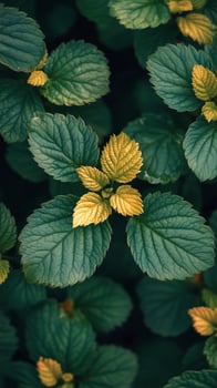 A close up of green leaves with yellow flowers photo