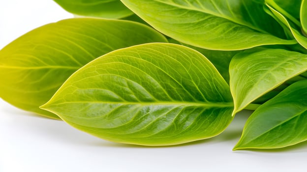 Lush green leaves showcasing vibrant textures and colors against a clean white background photo