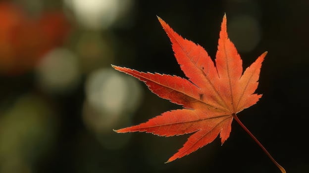Vibrant red maple leaf against a blurred dark background, symbolizing autumn's transition photo