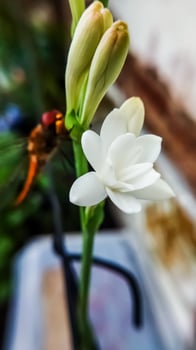 Agave amica, Polianthes tuberosa or tuberose close up. Defocused and noise image of Bunga sedap malam. photo