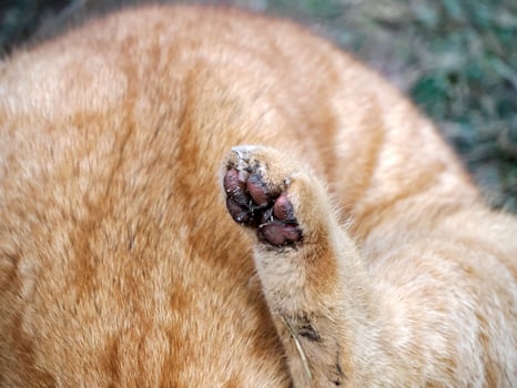 paw detail of a red cat in winter time in dolomites mountains photo