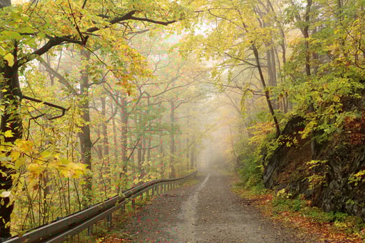 A forest path through the autumn beech forest on a foggy weather photo