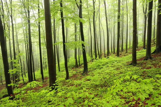 Spring beech forest in misty, rainy weather, Poland photo