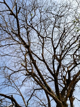 Leafless Tree Branches Against a Clear Blue Sky Capturing the Essence of Winter's Stark Beauty and Natural Simplicity photo