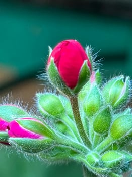 A close up of a red rose bud photo