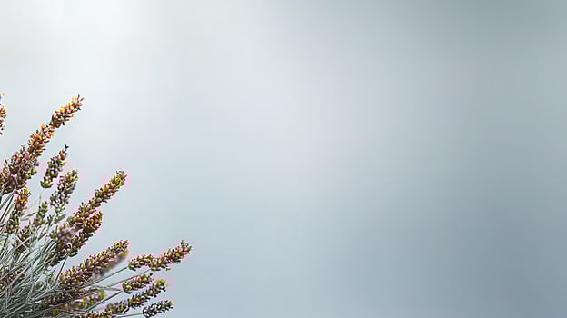 Close-up of lavender flowers against a soft gray sky, evoking tranquility and nature's beauty photo