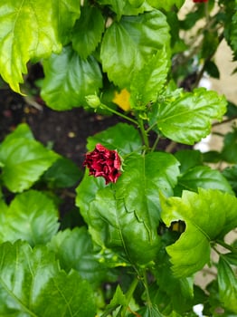 Red hibiscus flowers will bloom among the green leaves photo