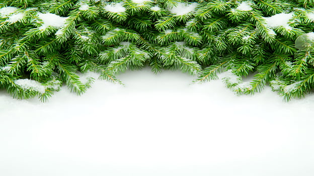 Snow-covered evergreen branches framing a serene winter landscape with a peaceful white backdrop photo
