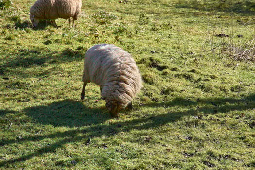 A Pastoral Scene Discovering the Tranquil Beauty of Sheep Grazing in Redes Natural Park, Asturias photo