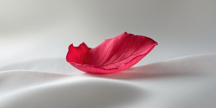Delicate Red Rose Petal Resting on a Soft White Surface photo