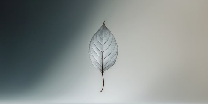 Abstract silhouette of a single leaf gracefully floating on a serene background contrasting dark and light shades. photo