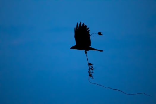Silhouette of Bird with Branches in Blue Sky. Silhouette of Bird in Flight with Entangled Branches photo