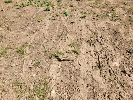 There are dried footprints on the ground photo