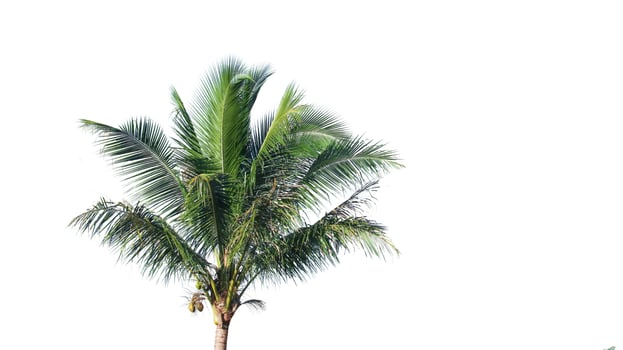 Cut out coconut tree top on a white background, with clipping paths showcasing its tropical beauty. photo