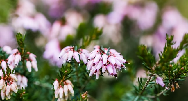 Pink Erica carnea flowers , winter Heath in the garden in early spring photo